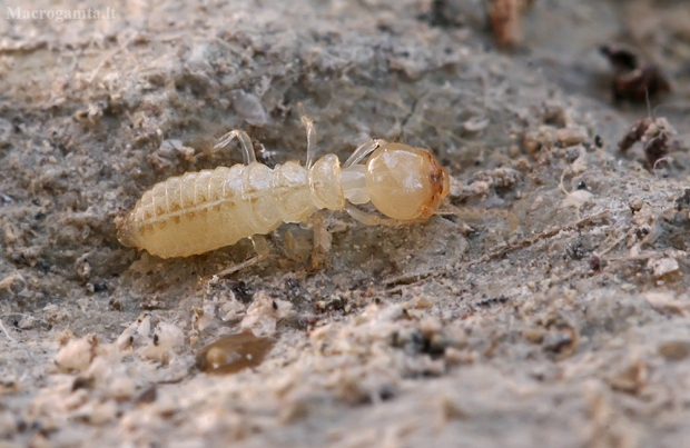 Geltonkaklis termitas - Kalotermes flavicollis | Fotografijos autorius : Gintautas Steiblys | © Macrogamta.lt | Šis tinklapis priklauso bendruomenei kuri domisi makro fotografija ir fotografuoja gyvąjį makro pasaulį.