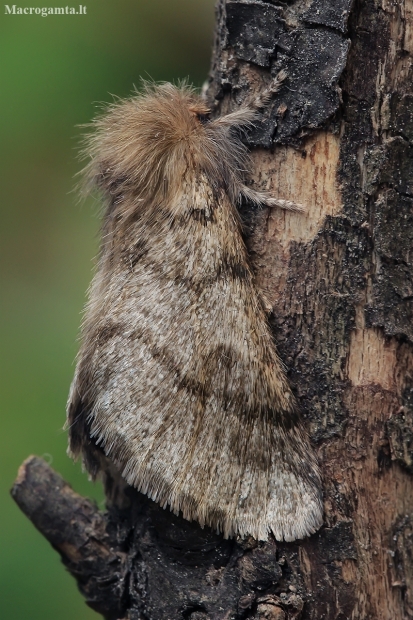 Pistachio processionary moth - Thaumetopoea solitaria | Fotografijos autorius : Gintautas Steiblys | © Macronature.eu | Macro photography web site