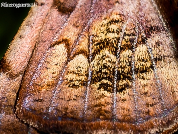 Gluosninis žieminukas - Scoliopteryx libatrix, apatinio sparno fragmentas | Fotografijos autorius : Oskaras Venckus | © Macronature.eu | Macro photography web site