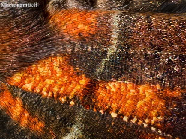 Gluosninis žieminukas - Scoliopteryx libatrix, viršutinio sparno fragmentas | Fotografijos autorius : Oskaras Venckus | © Macronature.eu | Macro photography web site