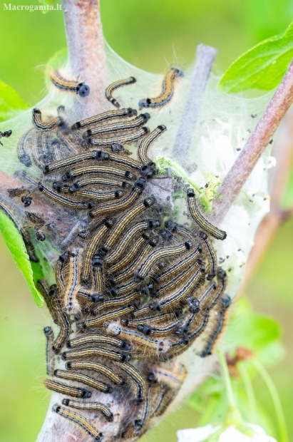 The Lackey | Malacosoma neustria | caterpillars | Fotografijos autorius : Darius Baužys | © Macronature.eu | Macro photography web site