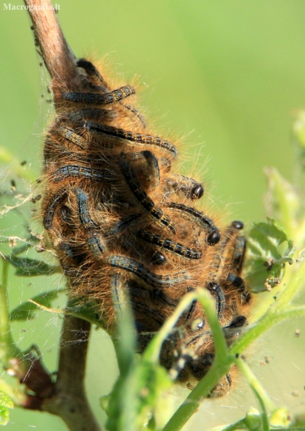 The Lackey - Malacosoma neustria, caterpillars | Fotografijos autorius : Ramunė Vakarė | © Macronature.eu | Macro photography web site
