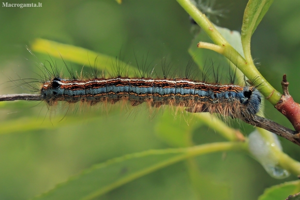 The Lackey - Malacosoma neustria, caterpillar | Fotografijos autorius : Gintautas Steiblys | © Macronature.eu | Macro photography web site