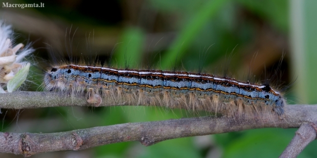 The Lackey - Malacosoma neustria, caterpillar | Fotografijos autorius : Romas Ferenca | © Macronature.eu | Macro photography web site