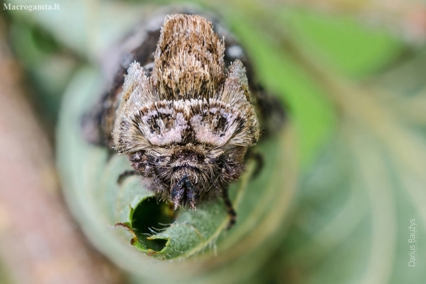 The Spectacle | Abrostola tripartita | Fotografijos autorius : Darius Baužys | © Macronature.eu | Macro photography web site