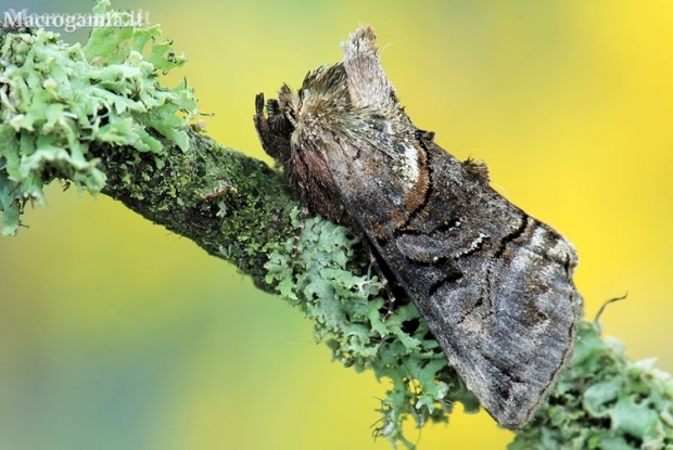 The Spectacle - Abrostola tripartita | Fotografijos autorius : Arūnas Eismantas | © Macronature.eu | Macro photography web site