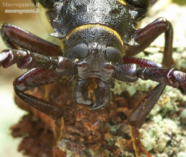 The Tanner - Prionus coriarius | Fotografijos autorius : Romas Ferenca | © Macronature.eu | Macro photography web site