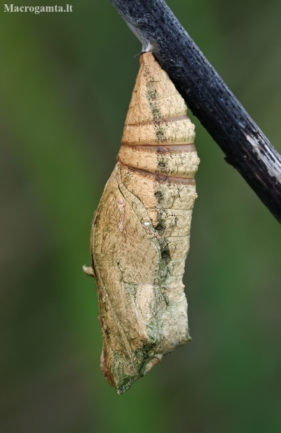 The unfortunate swallowtail pupa | Fotografijos autorius : Gintautas Steiblys | © Macronature.eu | Macro photography web site