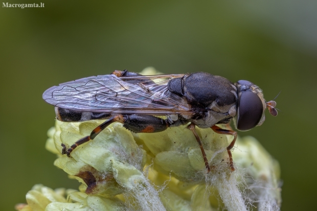Thick-legged Hoverfly - Syritta pipiens ♀ | Fotografijos autorius : Žilvinas Pūtys | © Macronature.eu | Macro photography web site