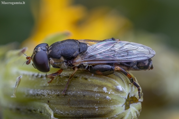 Thick-legged Hoverfly - Syritta pipiens ♀ | Fotografijos autorius : Žilvinas Pūtys | © Macronature.eu | Macro photography web site