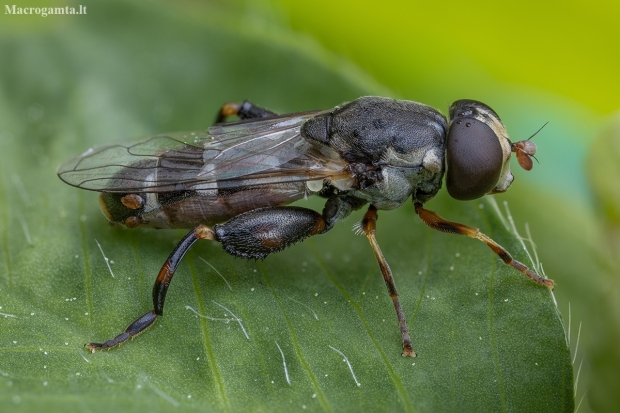 Thick-legged Hoverfly - Syritta pipiens ♀ | Fotografijos autorius : Žilvinas Pūtys | © Macronature.eu | Macro photography web site