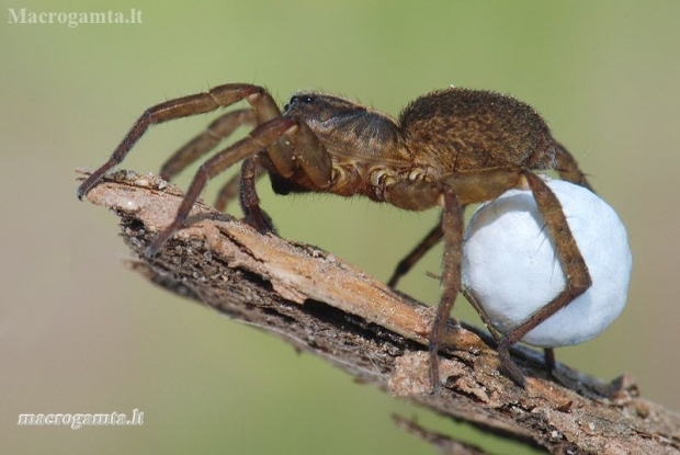 Thin-legged wolf spider - Pardosa sp. | Fotografijos autorius : Arūnas Eismantas | © Macronature.eu | Macro photography web site