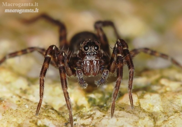 Thin-legged wolf spider - Pardosa sp. | Fotografijos autorius : Lukas Jonaitis | © Macronature.eu | Macro photography web site