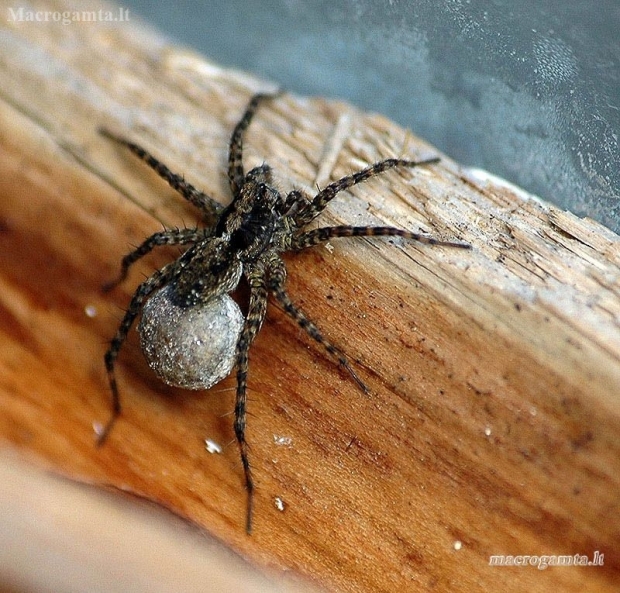 Thin-legged wolf spider - Pardosa sp. | Fotografijos autorius : Valdimantas Grigonis | © Macronature.eu | Macro photography web site