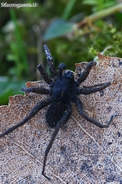 Thin-legged wolf spider - Pardosa sp. | Fotografijos autorius : Gintautas Steiblys | © Macronature.eu | Macro photography web site