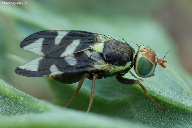 Thistle Stem Gall-fly - Urophora cardui ♂ | Fotografijos autorius : Žilvinas Pūtys | © Macronature.eu | Macro photography web site