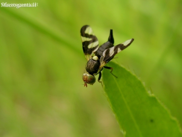 Thistle Stem Gall-fly - Urophora cardui | Fotografijos autorius : Nomeda Vėlavičienė | © Macronature.eu | Macro photography web site