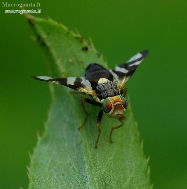 Thistle Stem Gall-fly - Urophora cardui | Fotografijos autorius : Romas Ferenca | © Macronature.eu | Macro photography web site
