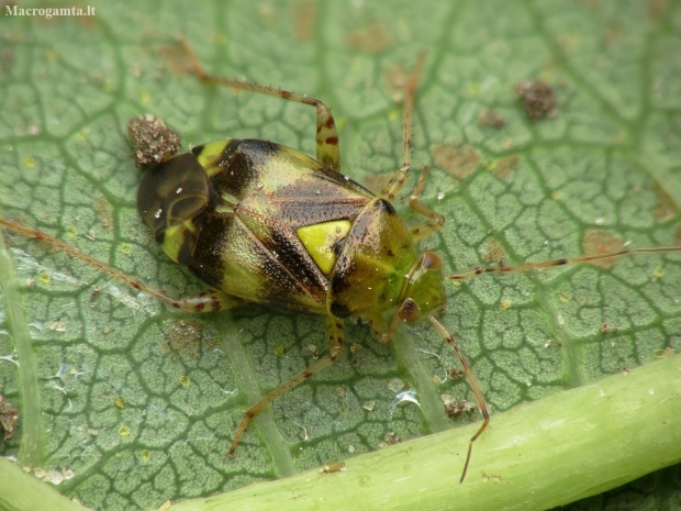 Three-spotted nettle bug - Liocoris tripustulatus | Fotografijos autorius : Vidas Brazauskas | © Macronature.eu | Macro photography web site