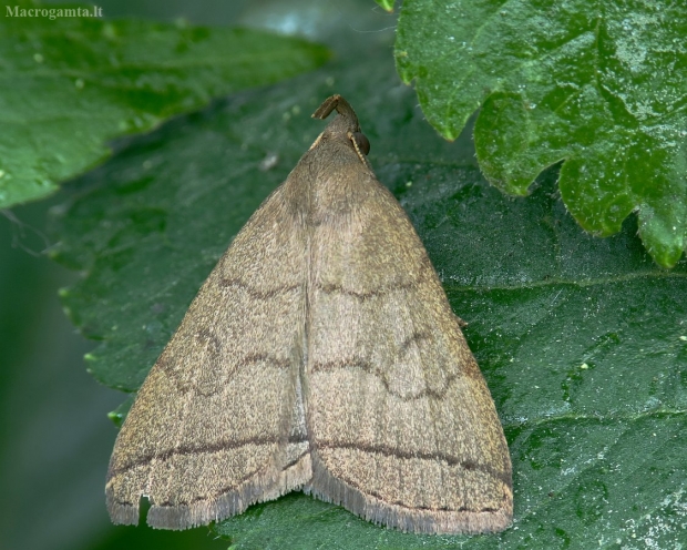 Tiesiajuostis sprindinis naktinukas - Herminia tarsipennalis | Fotografijos autorius : Vidas Brazauskas | © Macrogamta.lt | Šis tinklapis priklauso bendruomenei kuri domisi makro fotografija ir fotografuoja gyvąjį makro pasaulį.