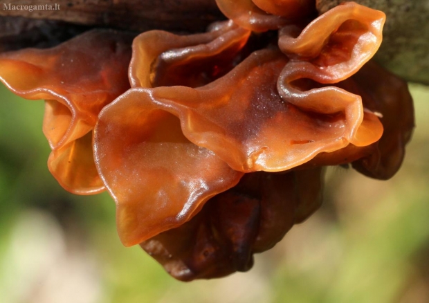 Tikrasis ausiagrybis - Auricularia auricula-judae | Fotografijos autorius : Ramunė Vakarė | © Macrogamta.lt | Šis tinklapis priklauso bendruomenei kuri domisi makro fotografija ir fotografuoja gyvąjį makro pasaulį.