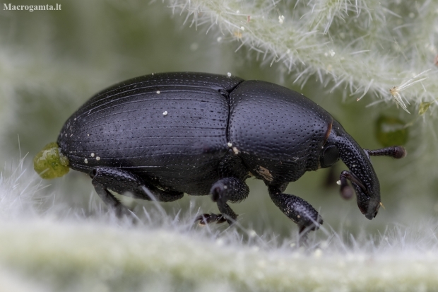 Timid mallow weevil - Malvaevora timida | Fotografijos autorius : Žilvinas Pūtys | © Macronature.eu | Macro photography web site