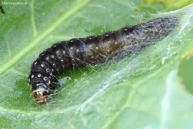Timothy tortrix - Zelotherses paleana, caterpillar | Fotografijos autorius : Gintautas Steiblys | © Macronature.eu | Macro photography web site