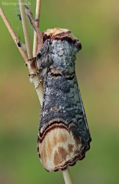 Tošinis kuoduotis - Phalera bucephala | Fotografijos autorius : Gintautas Steiblys | © Macrogamta.lt | Šis tinklapis priklauso bendruomenei kuri domisi makro fotografija ir fotografuoja gyvąjį makro pasaulį.