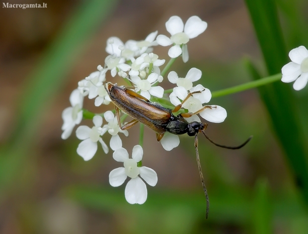 Tobacco-coloured Longhorn Beetle – Alosterna tabacicolor | Fotografijos autorius : Romas Ferenca | © Macronature.eu | Macro photography web site