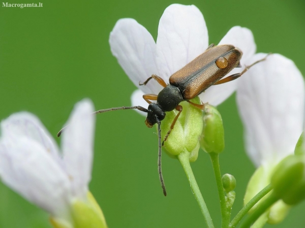 Tobacco-coloured Longhorn Beetle – Alosterna tabacicolor | Fotografijos autorius : Vidas Brazauskas | © Macronature.eu | Macro photography web site