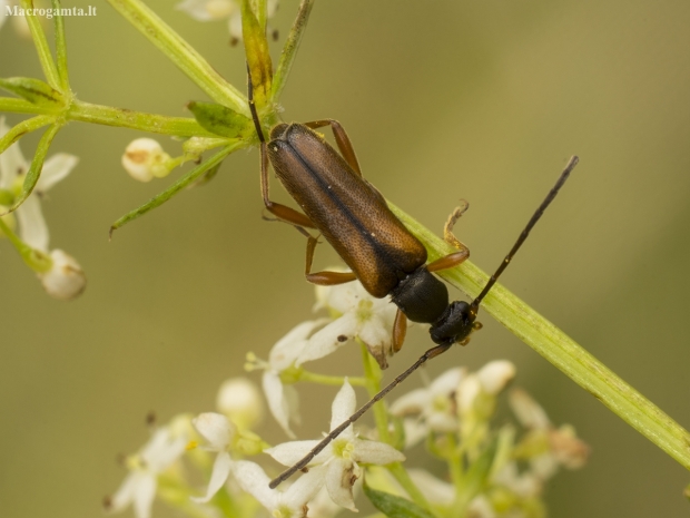 Tobacco-coloured Longhorn Beetle – Alosterna tabacicolor | Fotografijos autorius : Giedrius Markevičius | © Macronature.eu | Macro photography web site