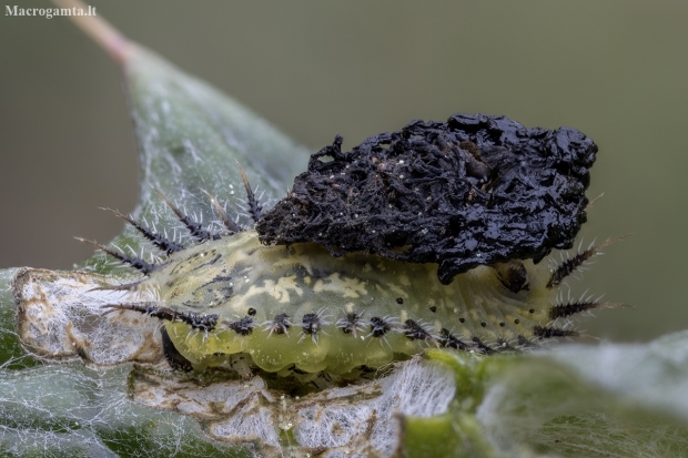 Tortoise beetle - Cassida sp., larva | Fotografijos autorius : Žilvinas Pūtys | © Macronature.eu | Macro photography web site