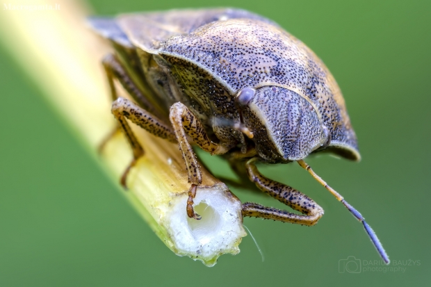 Lenktagalvė vėžliablakė | Eurygaster testudinaria | Fotografijos autorius : Darius Baužys | © Macronature.eu | Macro photography web site