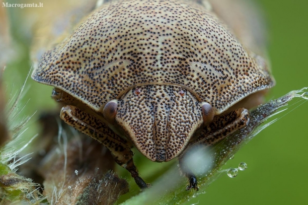 Lenktagalvė vėžliablakė – Eurygaster testudinaria | Fotografijos autorius : Žilvinas Pūtys | © Macronature.eu | Macro photography web site