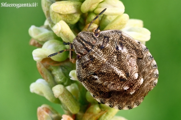 Tortoise bug - Eurygaster testudinaria, nymph | Fotografijos autorius : Gintautas Steiblys | © Macronature.eu | Macro photography web site