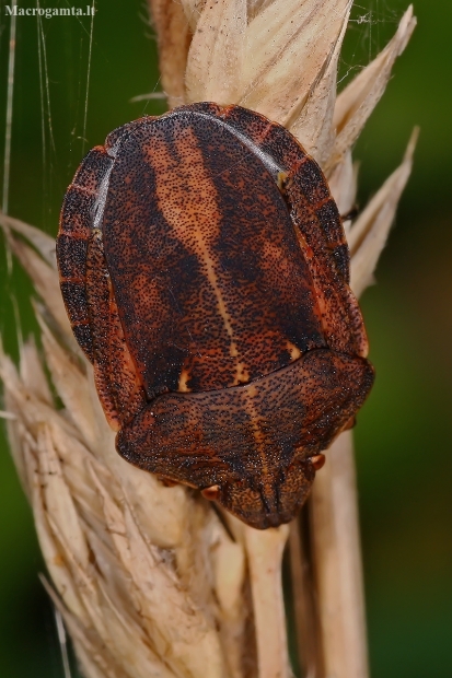 Tortoise bug - Eurygaster testudinaria | Fotografijos autorius : Gintautas Steiblys | © Macronature.eu | Macro photography web site