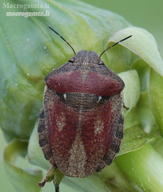 Tortoise bug - Eurygaster testudinaria | Fotografijos autorius : Arūnas Eismantas | © Macronature.eu | Macro photography web site