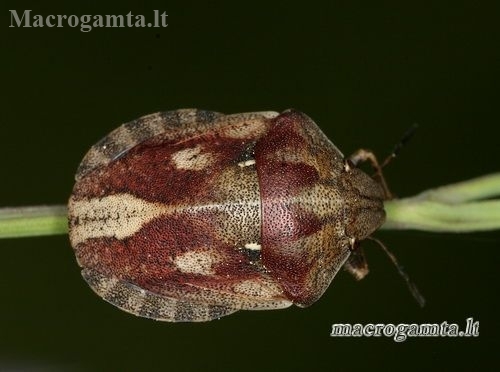 Tortoise bug - Eurygaster testudinaria | Fotografijos autorius : Rimantas Stankūnas | © Macronature.eu | Macro photography web site