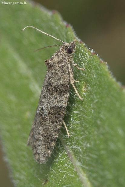 Tortrix Moth - Cnephasia sp. | Fotografijos autorius : Gintautas Steiblys | © Macronature.eu | Macro photography web site