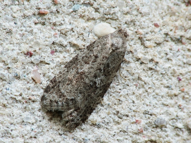 Tortrix Moth - Cnephasia sp. | Fotografijos autorius : Vidas Brazauskas | © Macronature.eu | Macro photography web site