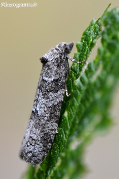 Tortrix Moth - Cnephasia sp. | Fotografijos autorius : Arūnas Eismantas | © Macronature.eu | Macro photography web site