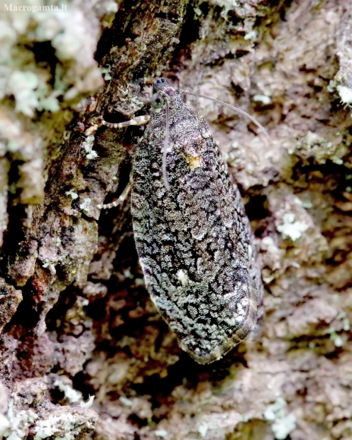 Tortrix moth - Apotomis inundana | Fotografijos autorius : Romas Ferenca | © Macronature.eu | Macro photography web site