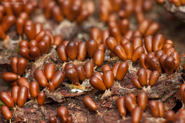 Trapusis lygainis - Leocarpus fragilis | Fotografijos autorius : Žilvinas Pūtys | © Macrogamta.lt | Šis tinklapis priklauso bendruomenei kuri domisi makro fotografija ir fotografuoja gyvąjį makro pasaulį.