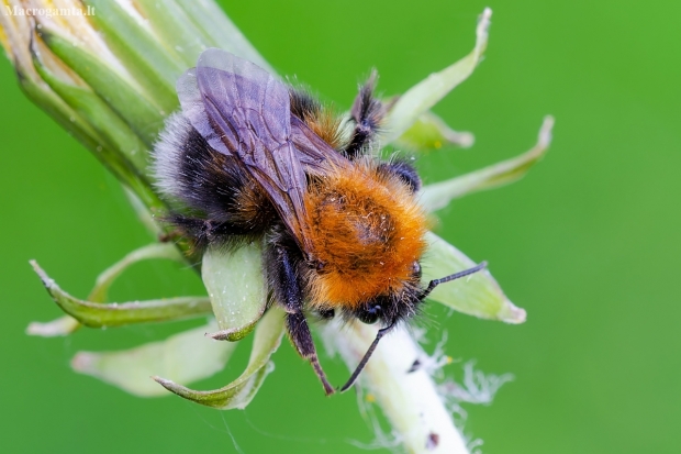 Medinė kamanė | Tree bumblebee | Bombus cf. hypnorum | Fotografijos autorius : Darius Baužys | © Macrogamta.lt | Šis tinklapis priklauso bendruomenei kuri domisi makro fotografija ir fotografuoja gyvąjį makro pasaulį.