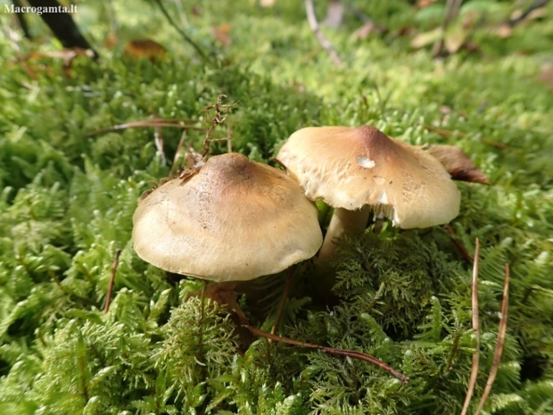 Raukšlėtasis baltikas - Tricholoma aestuans | Fotografijos autorius : Vitalij Drozdov | © Macrogamta.lt | Šis tinklapis priklauso bendruomenei kuri domisi makro fotografija ir fotografuoja gyvąjį makro pasaulį.