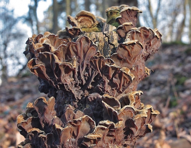 Tripe fungus - Auricularia mesenterica | Fotografijos autorius : Vytautas Gluoksnis | © Macronature.eu | Macro photography web site