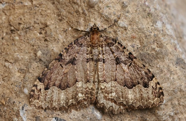 Šilkasparnis sprindžius - Triphosa dubitata | Fotografijos autorius : Gintautas Steiblys | © Macrogamta.lt | Šis tinklapis priklauso bendruomenei kuri domisi makro fotografija ir fotografuoja gyvąjį makro pasaulį.