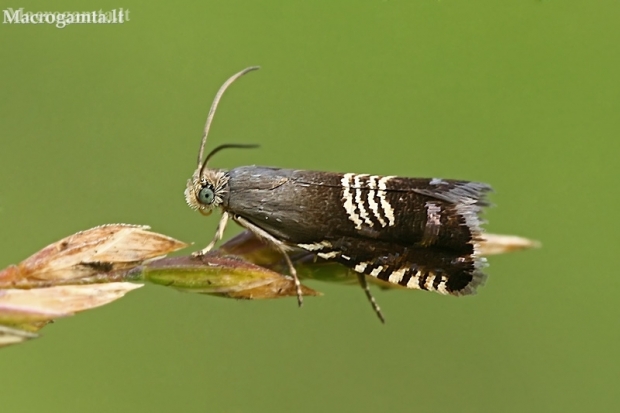 Triple-stripe piercer - Grapholita compositella  | Fotografijos autorius : Gintautas Steiblys | © Macronature.eu | Macro photography web site