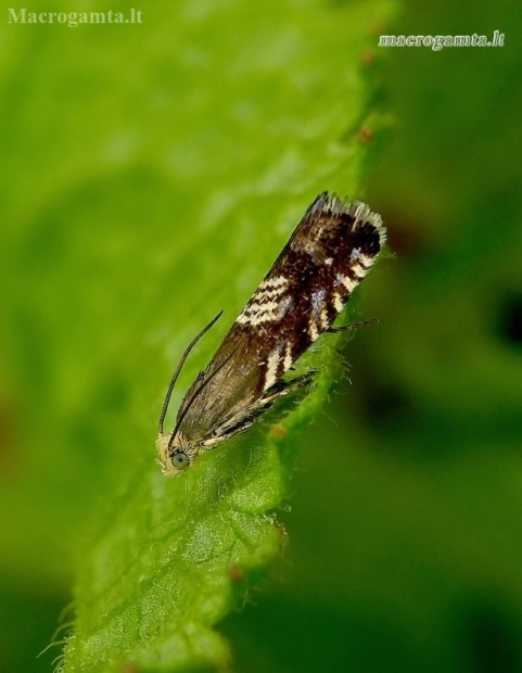 Triple-stripe piercer - Grapholita compositella | Fotografijos autorius : Romas Ferenca | © Macronature.eu | Macro photography web site