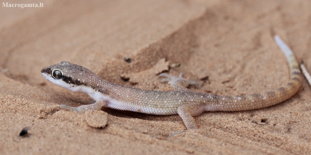 Tripoli Gecko - Tropiocolotes tripolitanus | Fotografijos autorius : Gintautas Steiblys | © Macronature.eu | Macro photography web site